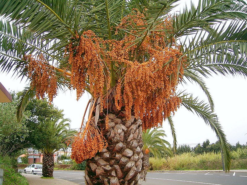 Финик канарский семена купить недорого