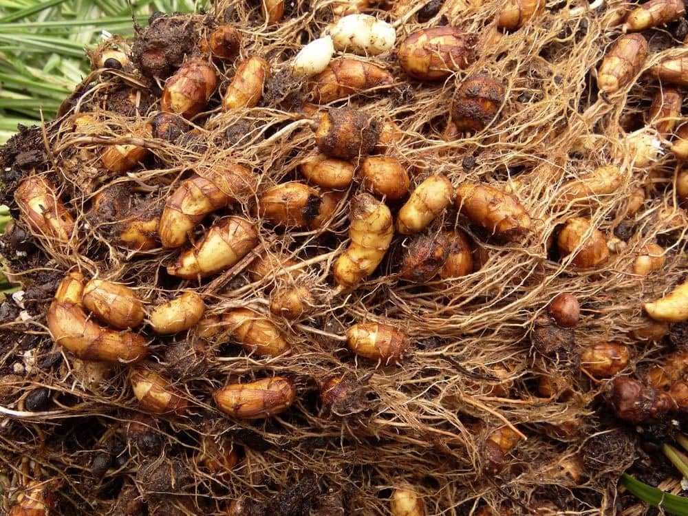 Чуфа (земляной миндаль, тигровый орех) семена купить недорого