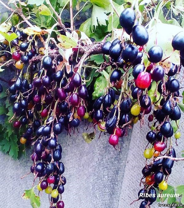 Золотистая Смородина Фото Что Это Такое Золотистая Смородина Фото Что Это Такое