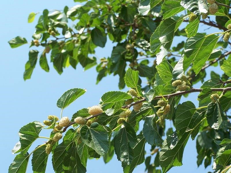 Шелковица штамбовая плакучая. Тутовое дерево 5 букв. Шелковица ягода дерево. Тутовник шелковица. Шелковица белая медовая.