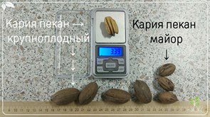 Кария пекан крупноплодный Кария пекан крупноплодный