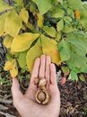 Кария Белая Кария Белая