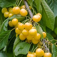 Черешня желтая Черешня желтая
