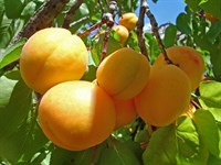 Абрикос Шалах Абрикос Шалах