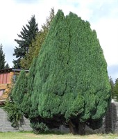 Кипарисовик Лавсона Кипарисовик Лавсона