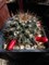 Маммиллярия Mammillaria mammillaris - фото 5806